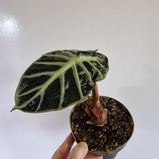 Flowering Alocasia ‘Heart Balloon’ – 12cm Pot