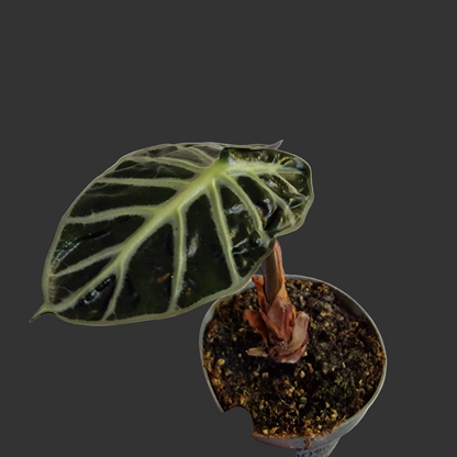 Flowering Alocasia ‘Heart Balloon’ – 12cm Pot