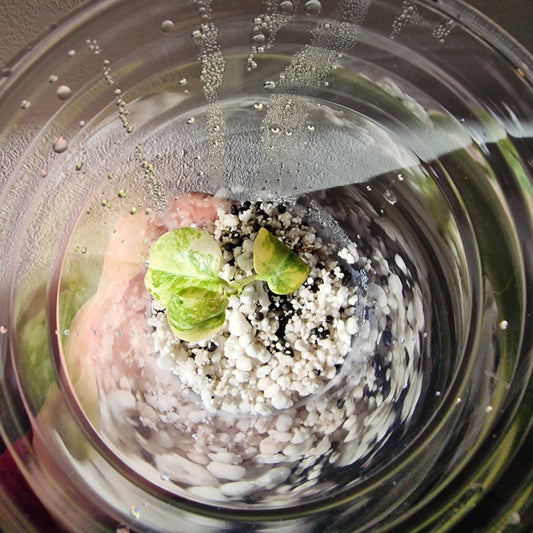 Monstera Green Snow (Thai Constellation Family) – Young TC Plant (#8)