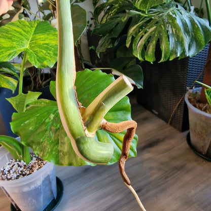 Monstera Albo Highly Variegated Middle Cutting