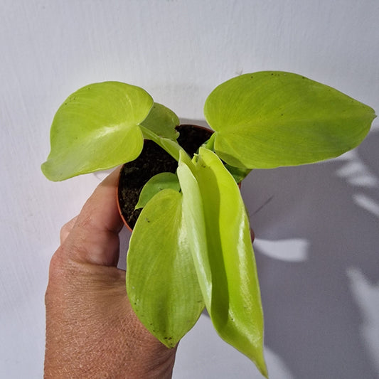 Philodendron Baby Houseplant 6cm pot