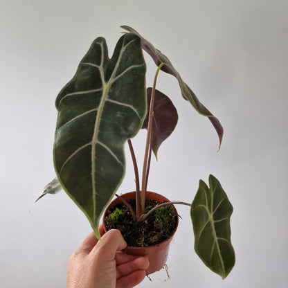 Alocasia Suhirmaniana Rare Houseplant 10.5cm pot