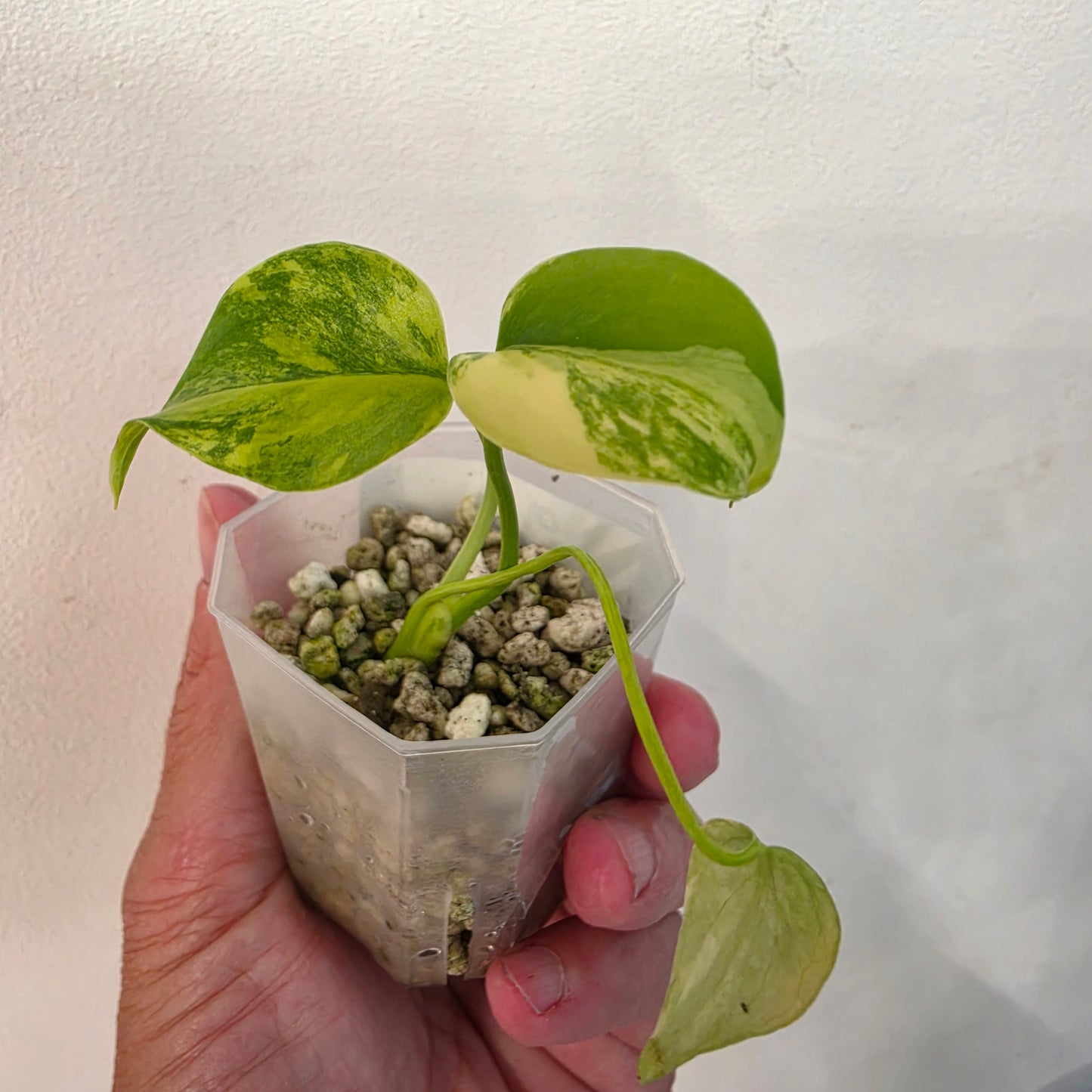 Monstera Aurea – Exact Plant No. 9 - See Description