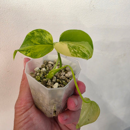 Monstera Aurea – Exact Plant No. 9 - See Description