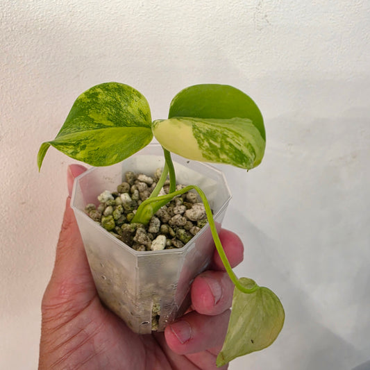 Monstera Aurea – Exact Plant No. 9 - See Description