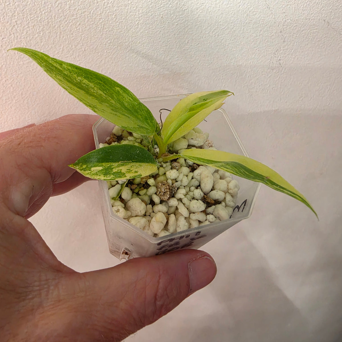 Philodendron Florida Beauty x Bob Cee Variegated – Exact Plant #3