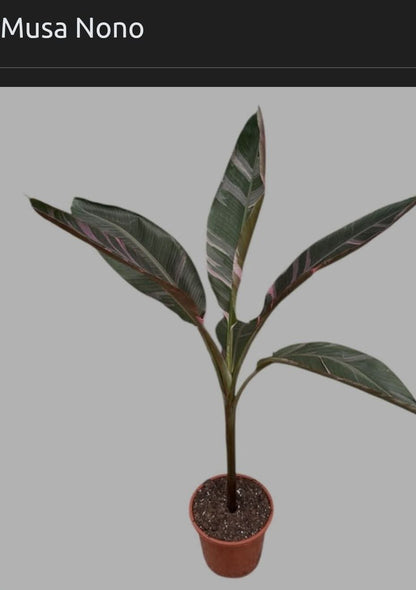 Musa Nono Rare Houseplant approx 40cm tall 10.5cm pot