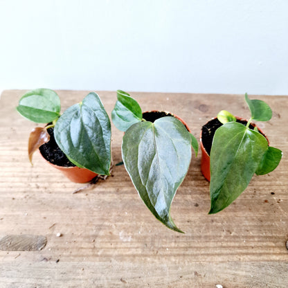 Anthurium Queen of Hearts Houseplant 6cm pot