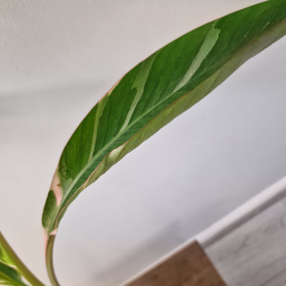 Musa ‘Nono’ – 10.5cm Pot (#1)