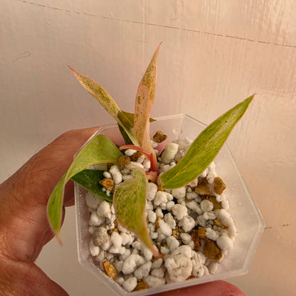 Philodendron Strawberry Caramel Marble (2) – Exact Plant - See description