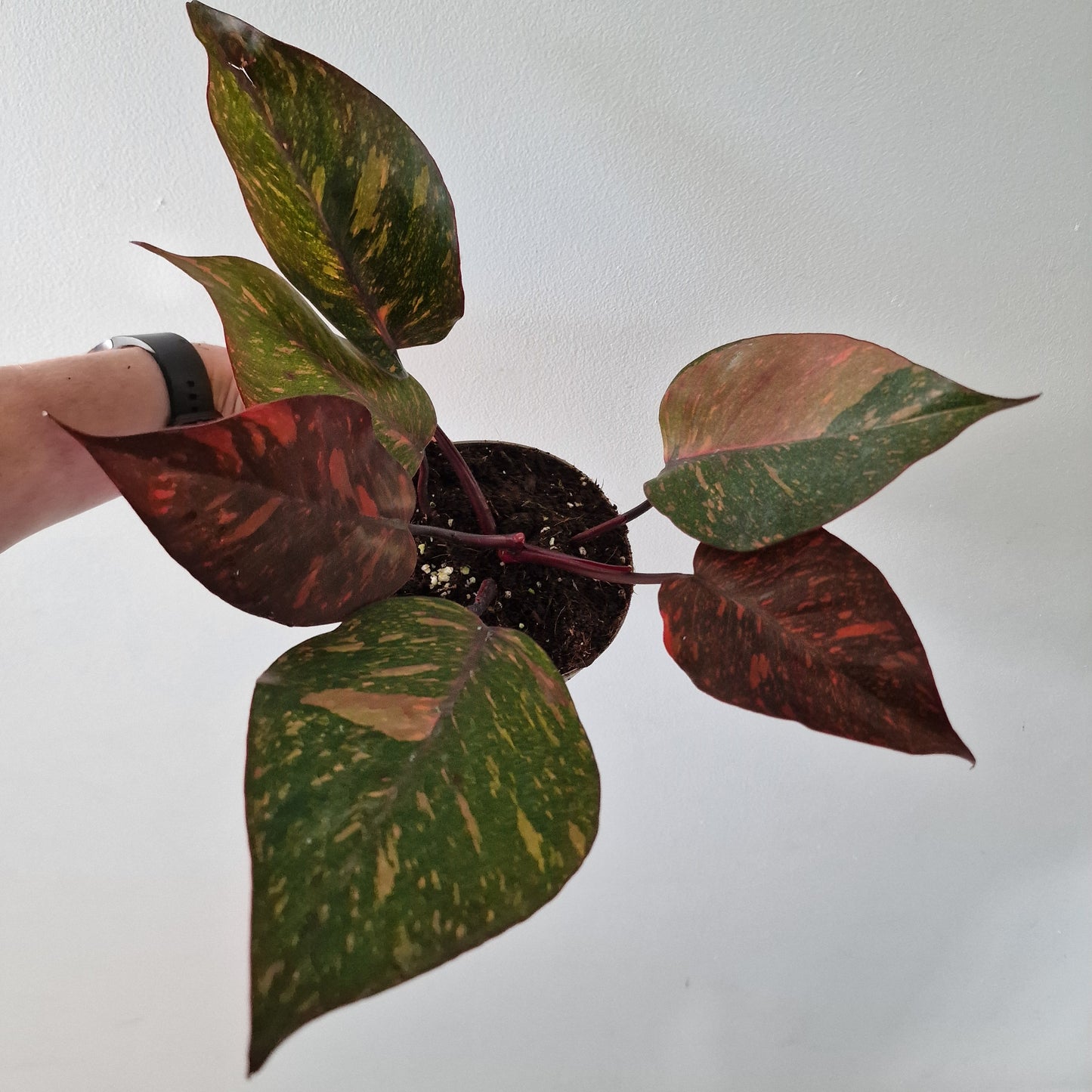 Philodendron Orange Princess – Premium Variegated Selection (#4)