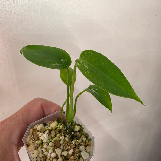 Monstera Devil Monster – Lightly Variegated / Speckled – Exact Plant (L1)