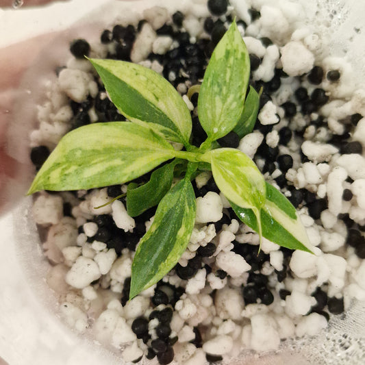 PRE-ORDER – Philodendron Gloriosum No2 (Variegated)  – Young Exact TC Plant (#4)