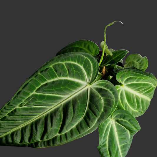 Anthurium Villenaorum – 12cm Pot