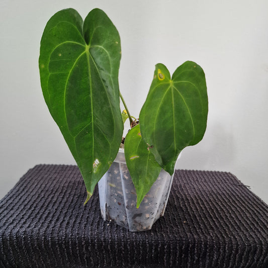 Ecuagenera Rehab Anthurium Lavinia x Anth Lightening (D5)