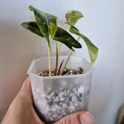 Alocasia Suhirmaniana Aurea Variegation – Exact Plant (6)