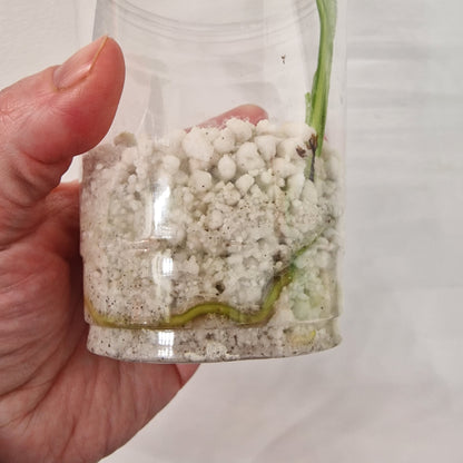 Raffle no 2  - Monstera Bulbasaur – See Description!