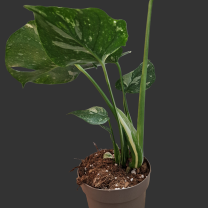 Monstera Thai Constellation Houseplant 12cm pot (3)