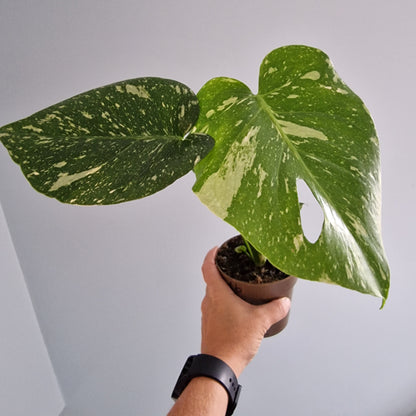 Monstera Thai Constellation Rare Houseplant 11cm pot (1b)