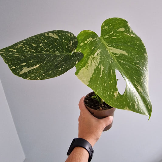 Monstera Thai Constellation Rare Houseplant 11cm pot (1b)