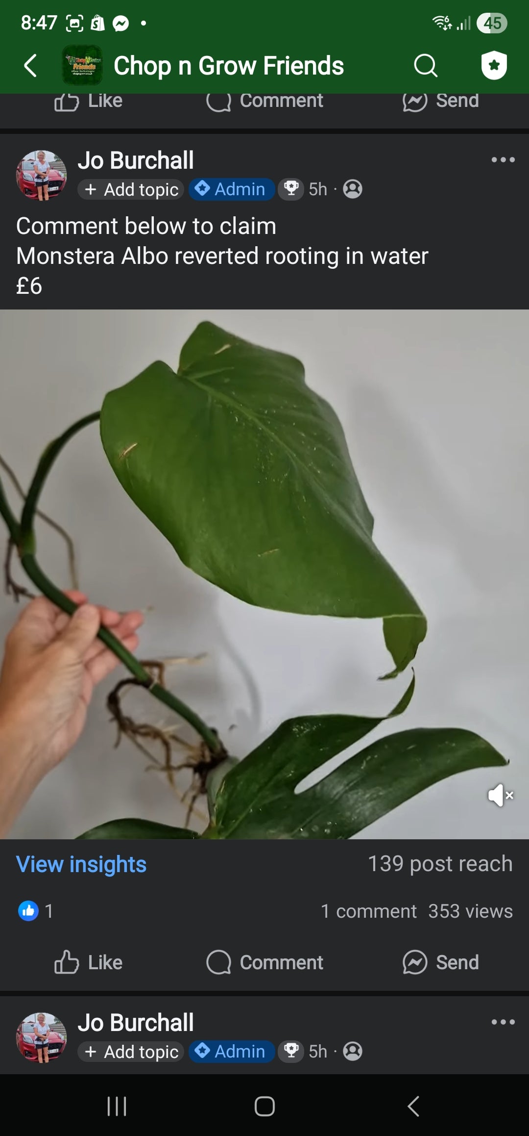Sunday Sale - Jane Monstera