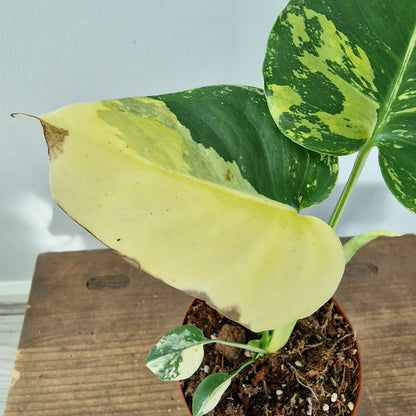 Monstera Deliciosa Aurea – 12cm Pot (#3)