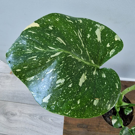 Monstera Thai Constellation Rare Houseplant 8cm pot (2)