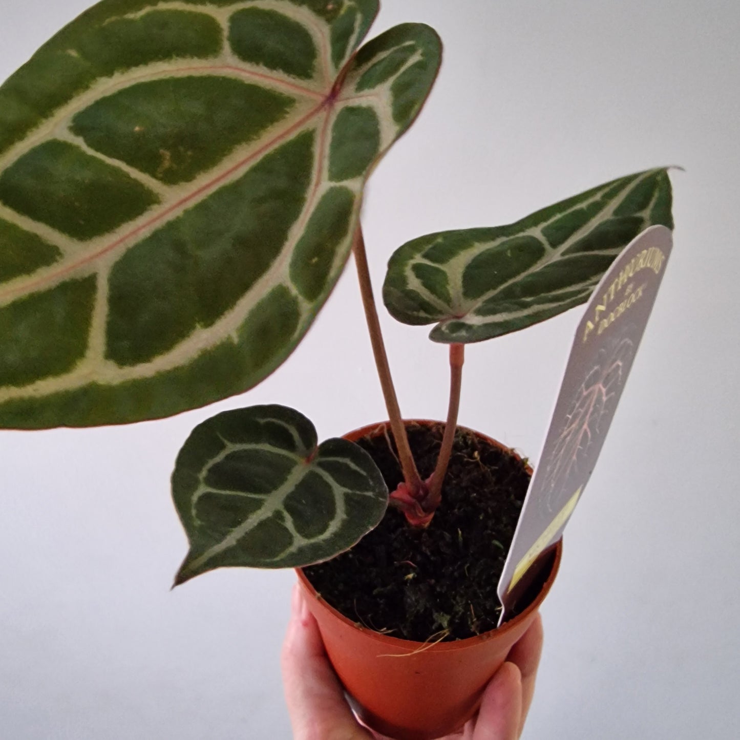 Anthurium ‘Michelle’ by DocBlock – 9cm Pot (#2)