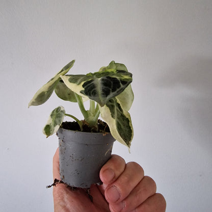 Alocasia Ninja Variegated Houseplant 6cm pot (1)