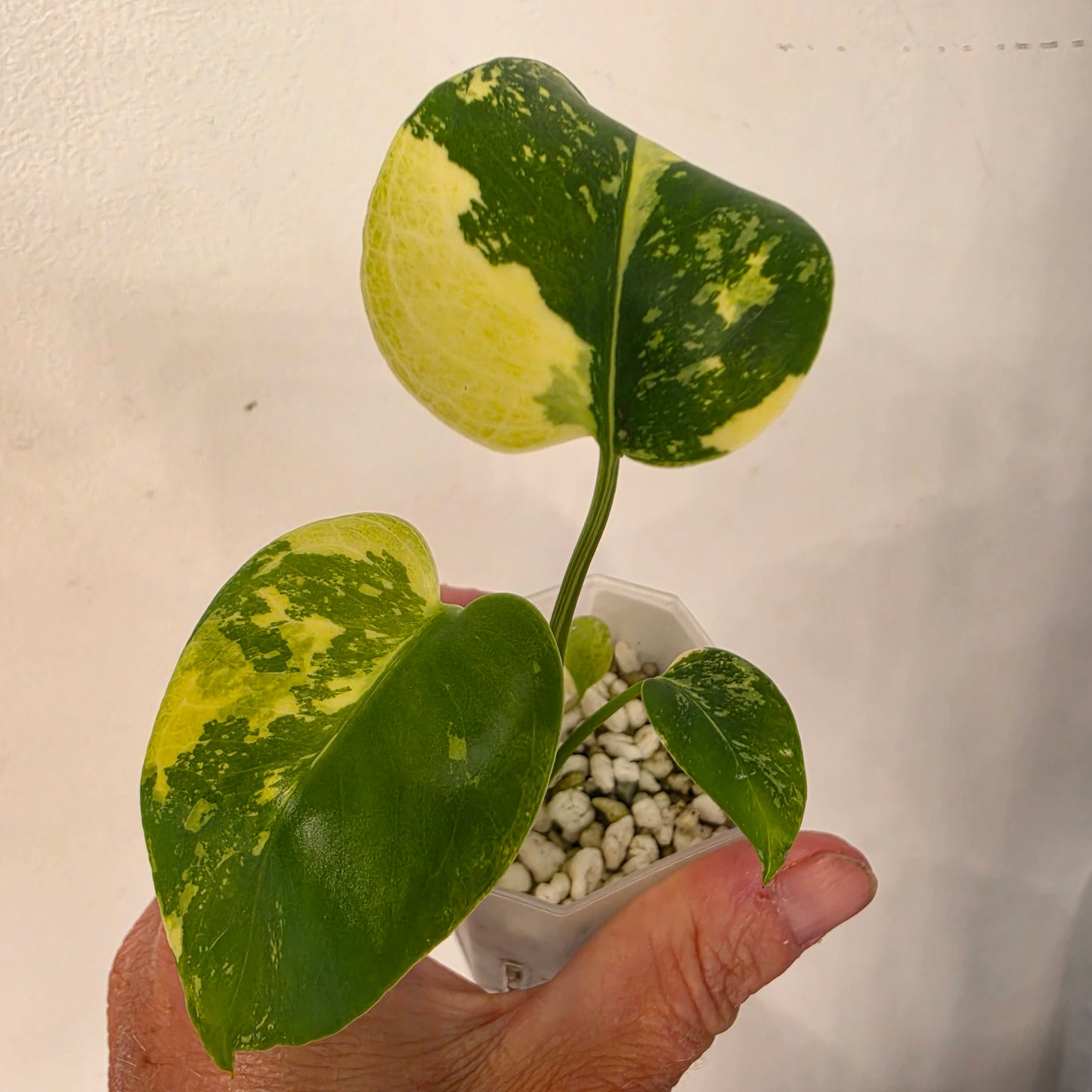 Monstera Lemon Pom Pom – Exact Plant No. 7 - See Description