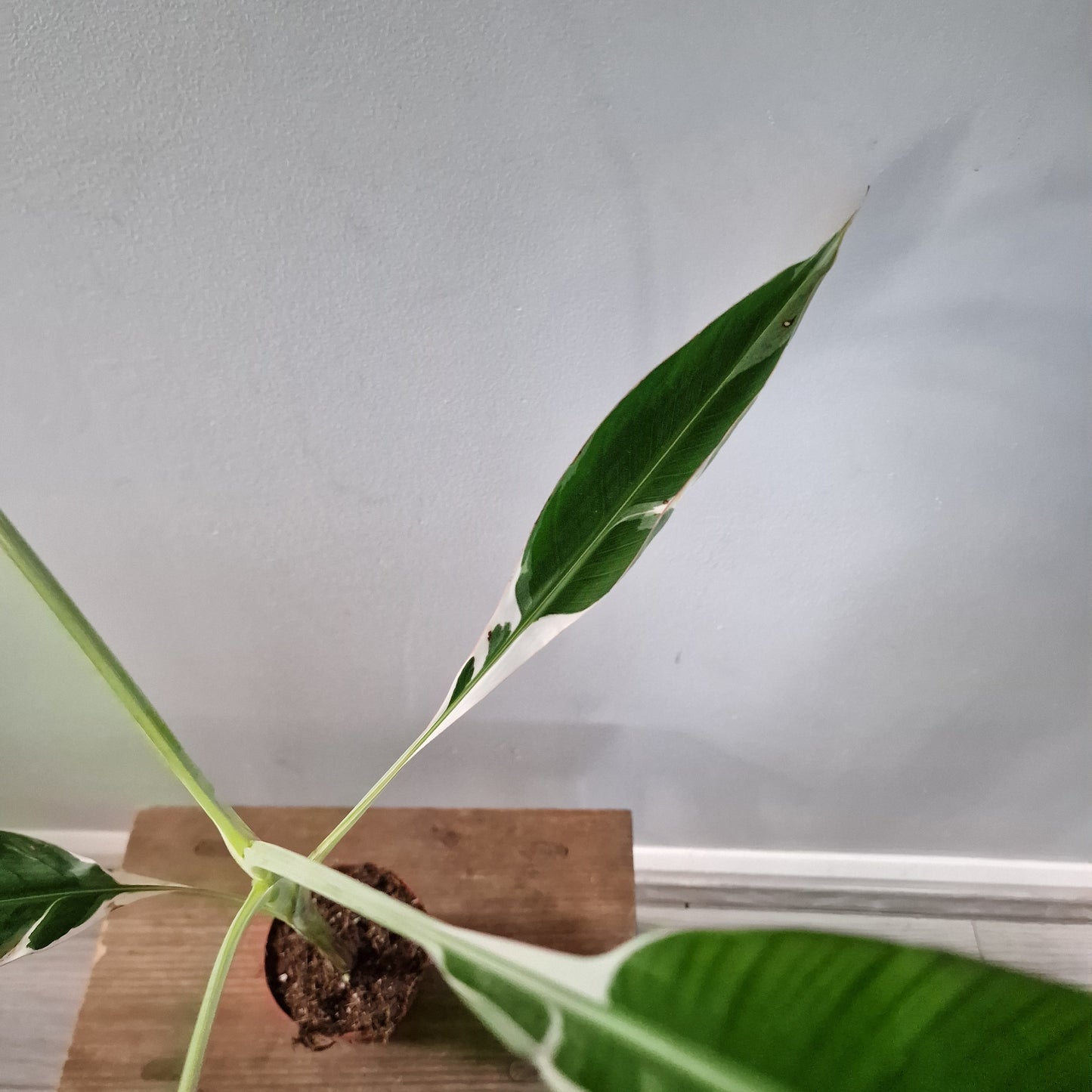 Musa ‘Florida’ – 10.5cm Pot (#1)