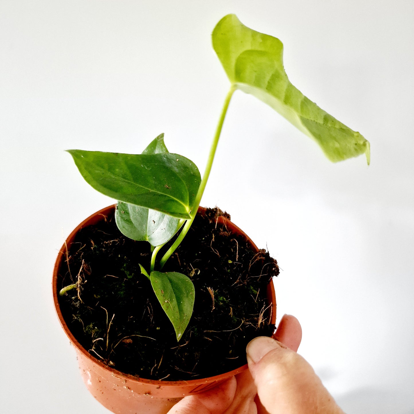 Anthurium Veitchii Houseplant 10.5cm pot (4)