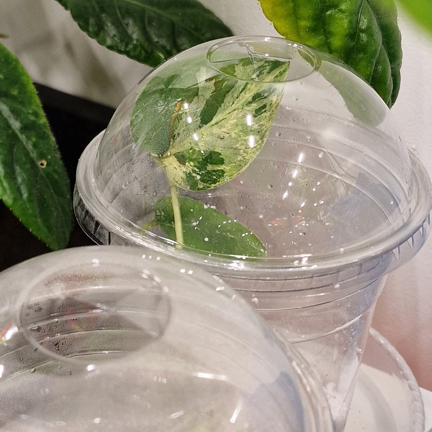 16oz / 500ml Clear Smoothie Cups with Dome Lids – Ideal Humidity Domes for Cuttings and Plantlets