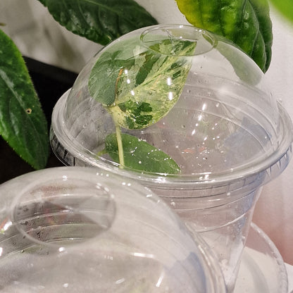 16oz / 500ml Clear Smoothie Cups with Dome Lids – Ideal Humidity Domes for Cuttings and Plantlets