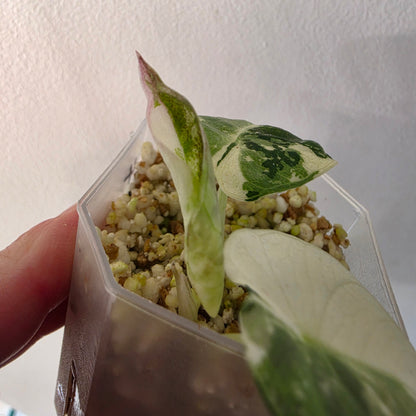 Alocasia longiloba Aurea Variegated #4