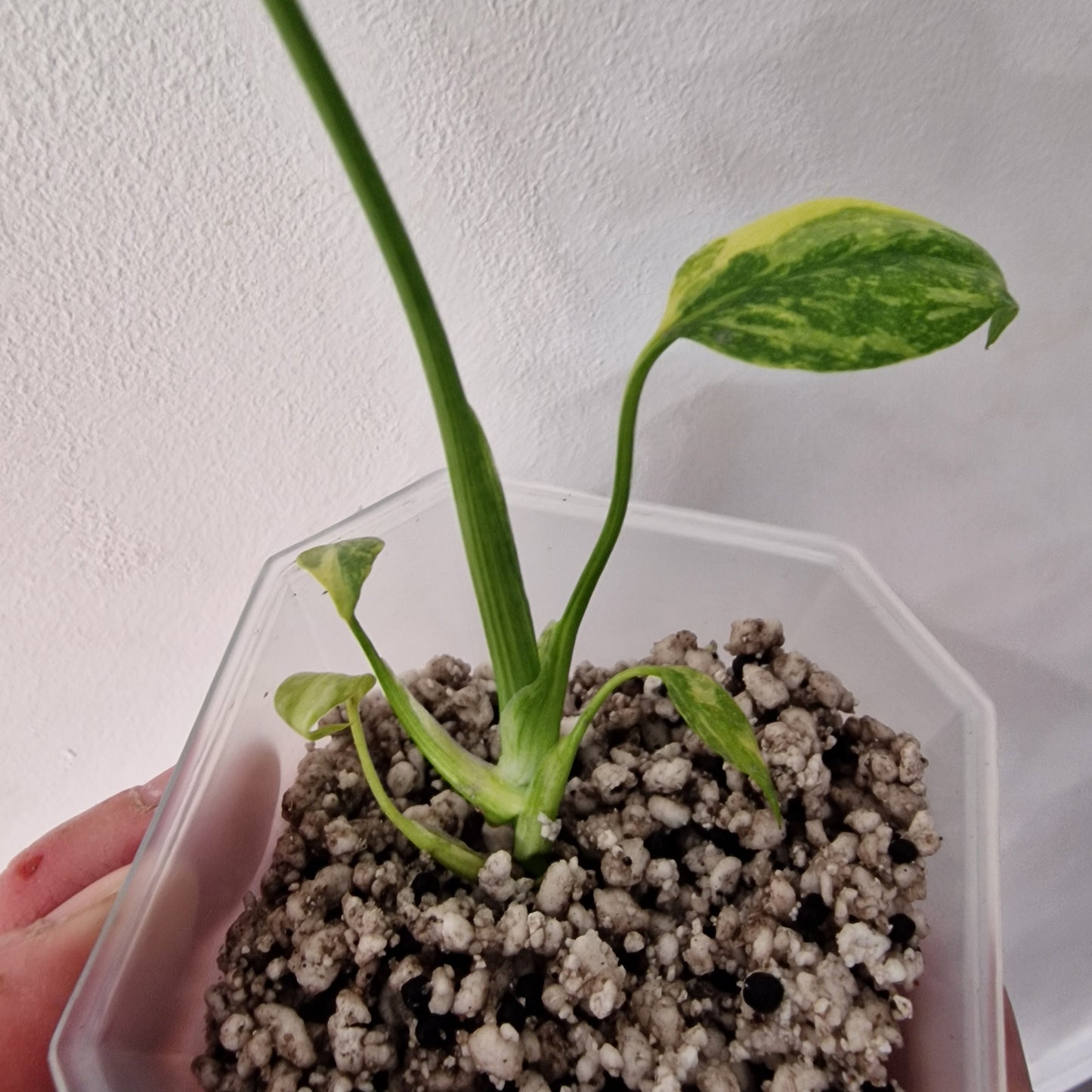Monstera Electrolight Variegated – Exact Plant (#2)