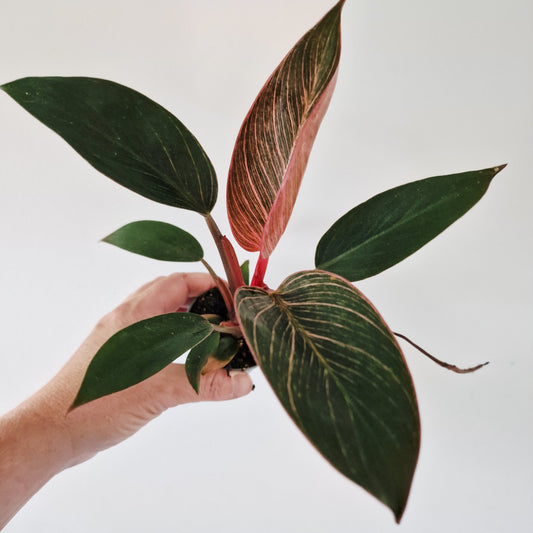 Philodendron Pink Bikini Rare Houseplant 6cm pot