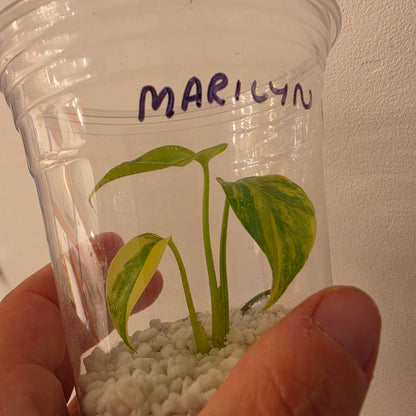Monstera Yellow Marilyn Variegated – Exact Plant (6) See Description