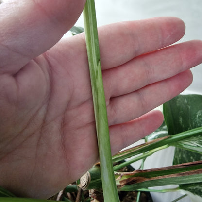 Monstera Albo – 2-Leaf Top Cutting