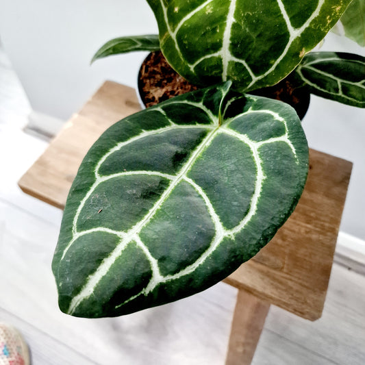 Anthurium Crystallinum x Karma Crystal Hybrid Houseplant 17cm pot (1)