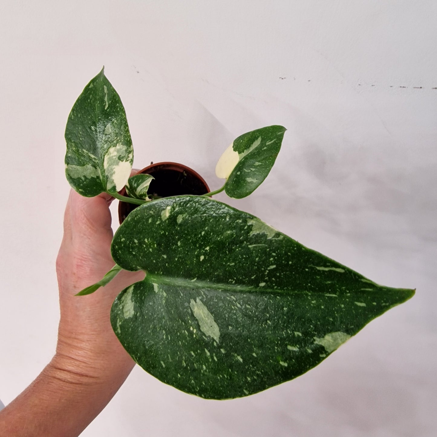 Monstera Thai Constellation – 6cm Pot (#6)