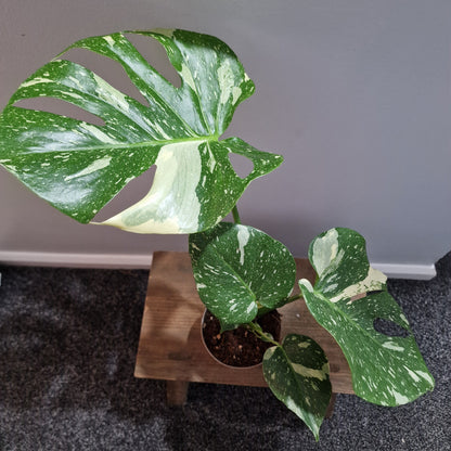 Monstera Thai Constellation Houseplant 12cm pot (2)