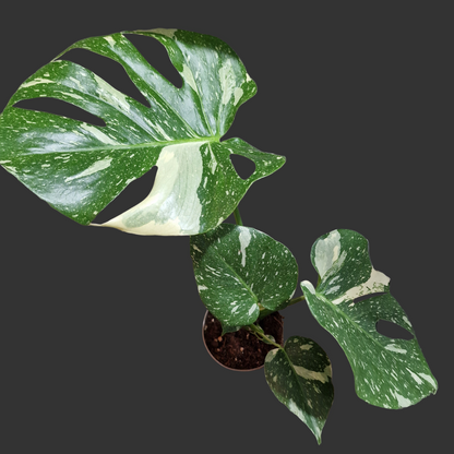 Monstera Thai Constellation Houseplant 12cm pot (2)