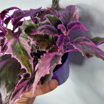Gynura Variegated – 7cm Pot