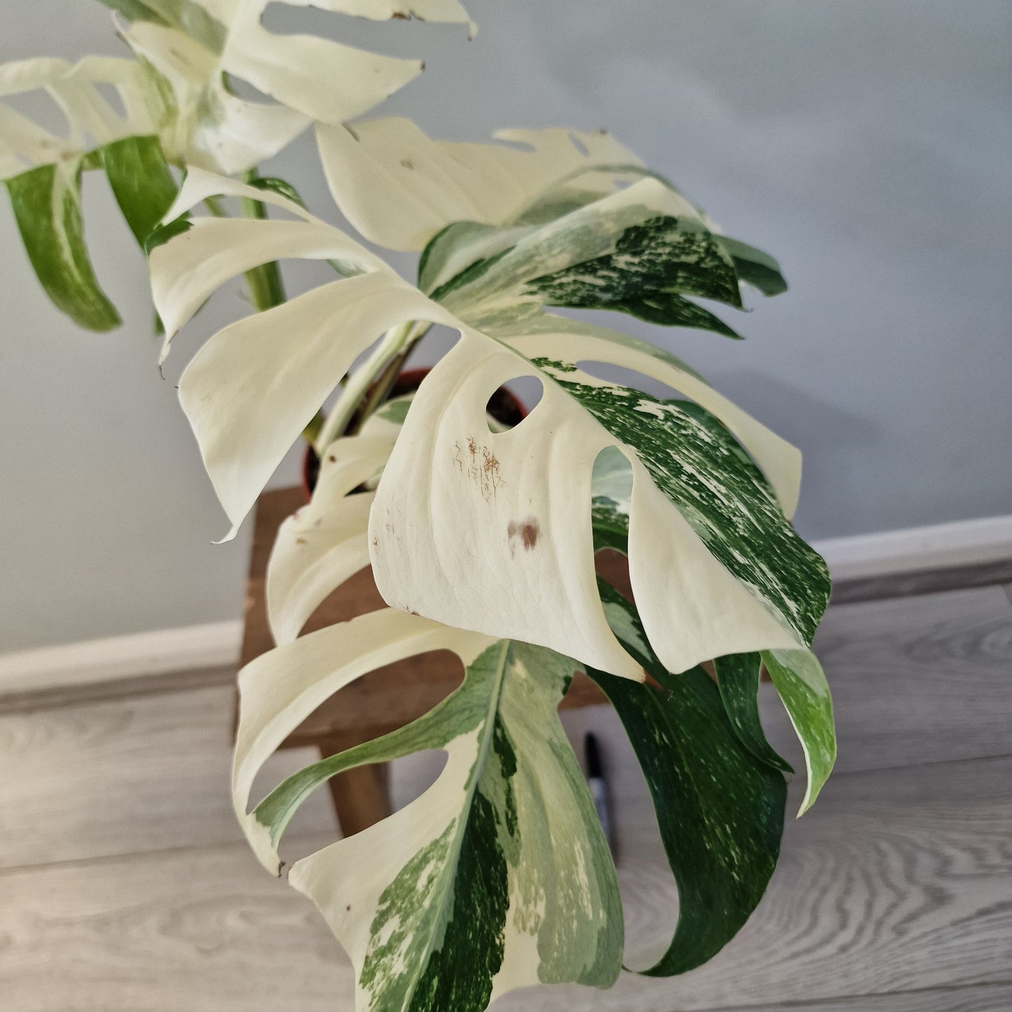 Monstera Albo ‘Super White’ – 15cm Pot (#1)