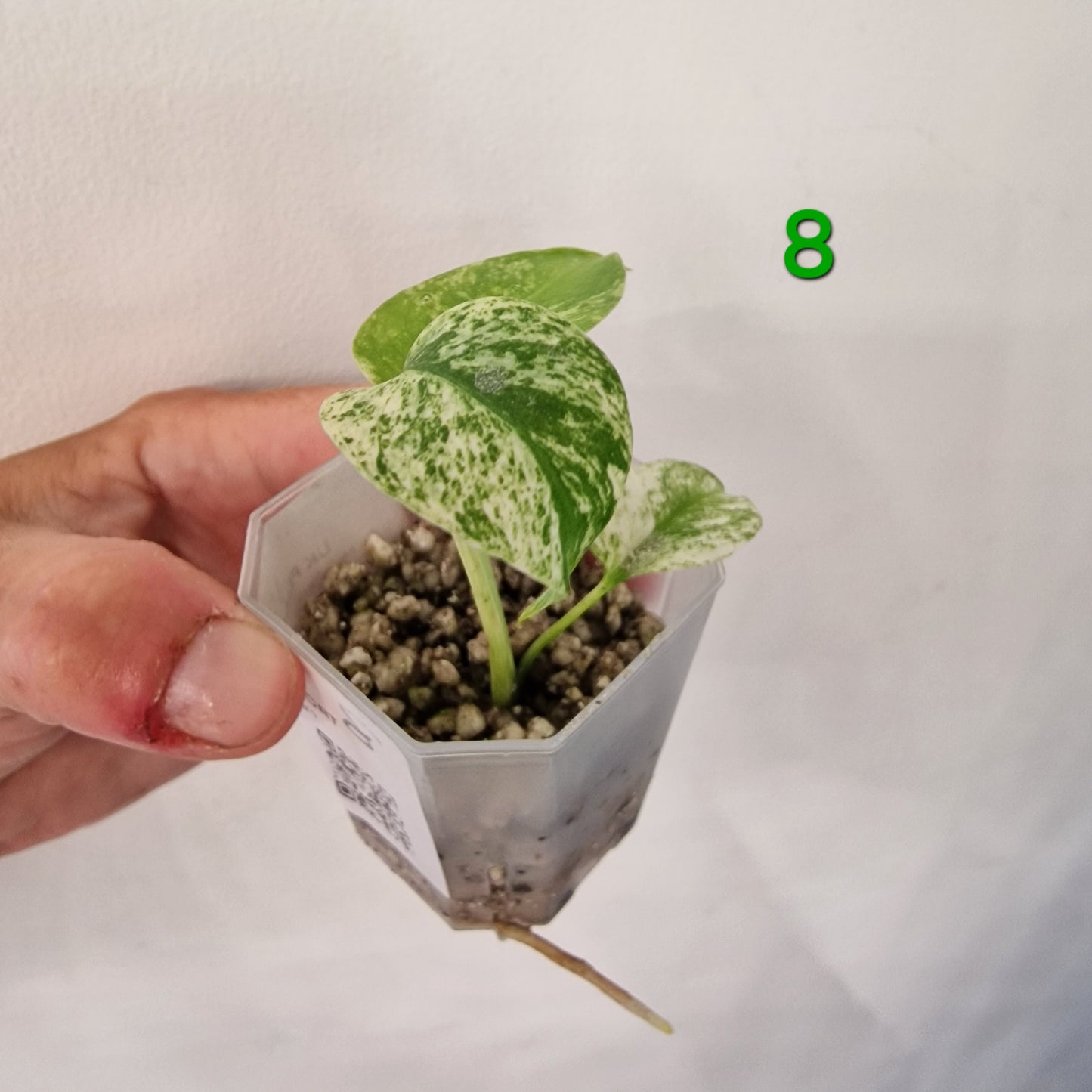 White Monstera – Choose Your Plant