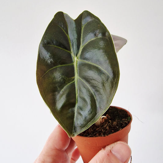 Alocasia Golden Bone Rare Houseplant 6cm pot