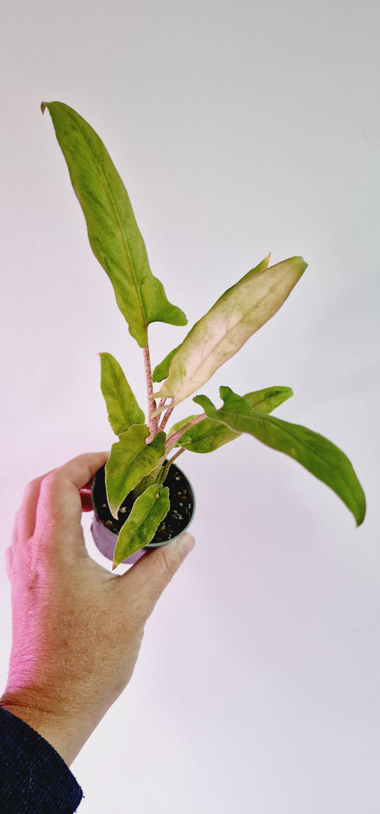 Alocasia Lauterbachiana Variegata Rare Houseplant 6cm