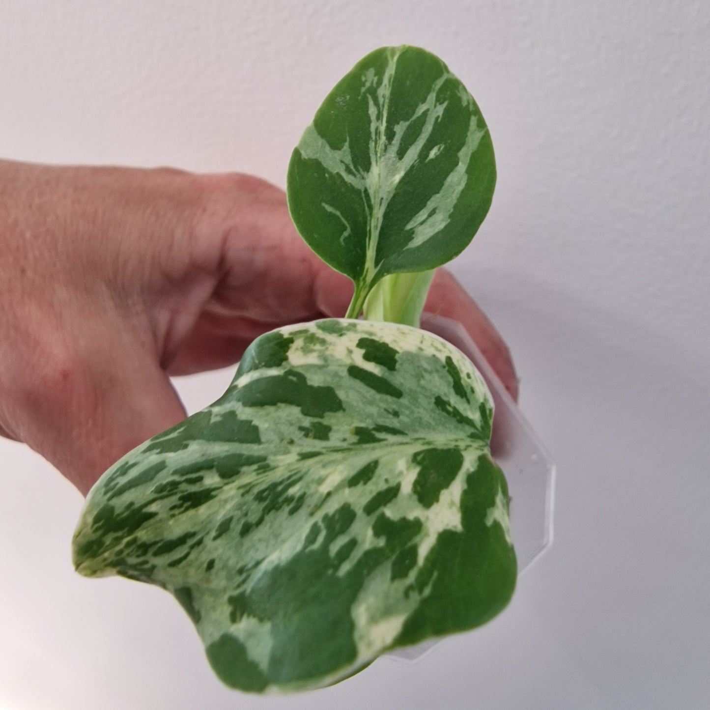 Monstera Bulbasaur see description