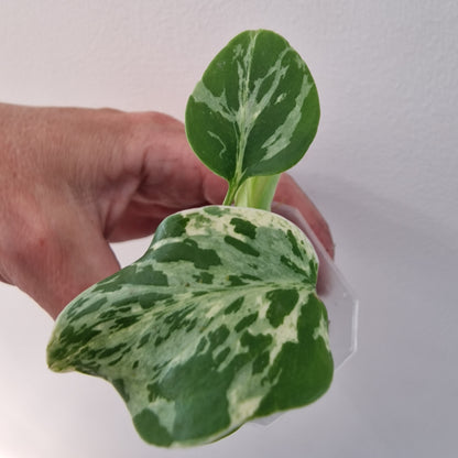 Monstera Bulbasaur see description